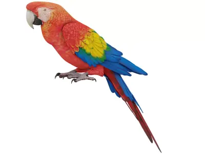 Parrot 3D model purchase