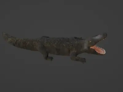 Crocodile Low-poly 3D model get