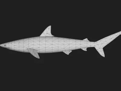 Shark Low-poly 3D model 23
