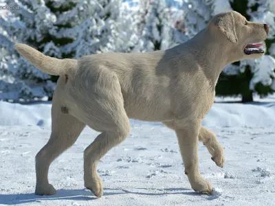  Labrador Dog White Rigged Fur 