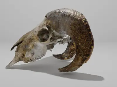 Skull ram Low-poly 3D model
