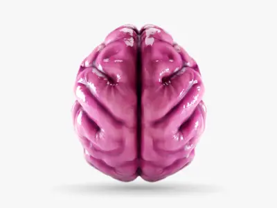 Cartoon Brain 3D model