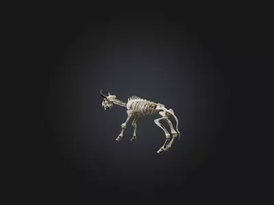 Realistic Bison Skeleton Model Low-poly 3D model