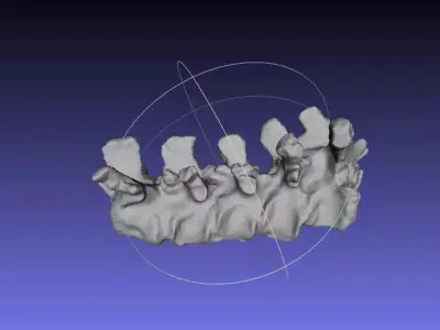 Psittacosaurus Cervical Vertebra 9 thru Dorsal Vertebra 4 Free 3D print model