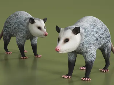  Opossum 