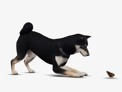 Dog Shiba Inu Low-poly 3D model