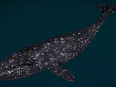 Gray Whale Animated Low-poly 3D model
