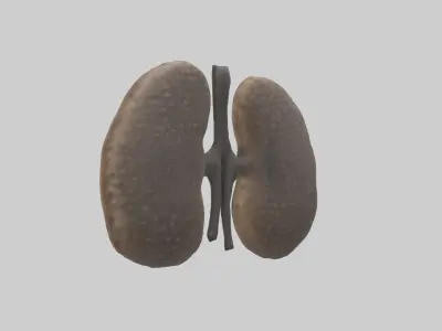 Hyena Kidneys Low-poly 3D model