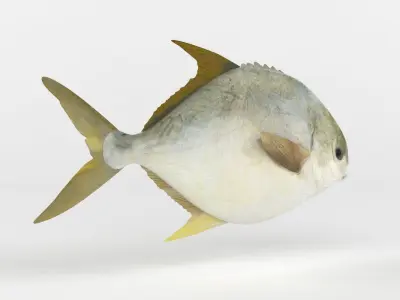 Pompano fish 3D model