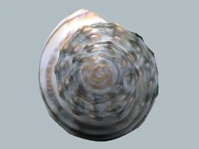 Sea Snail Nassariidae Low-poly 3D model