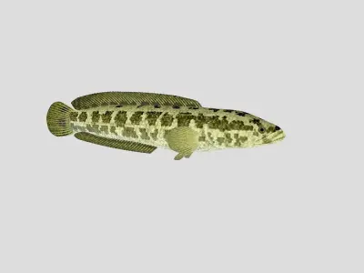 Fish Collection 03 Low-poly 3D model