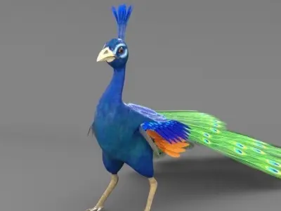 Peacock 3D model purchase