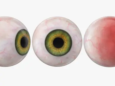  Human Organs Of Touch Collection 