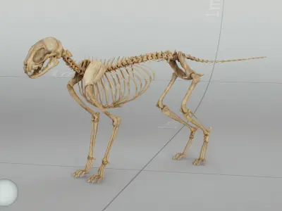 Cat Skeleton 3D model purchase
