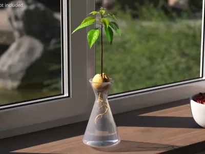 Avocado Seedling Growing in Water Vase Fur 3D model