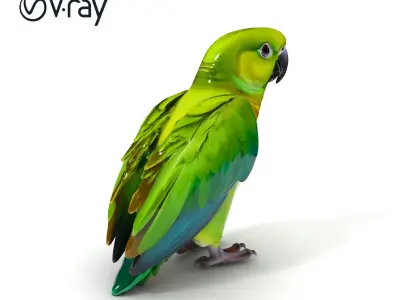 Vibrant Parrot D Model Pack Low-poly 3D model