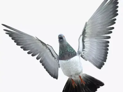 Pigeon Low-poly 3D model order
