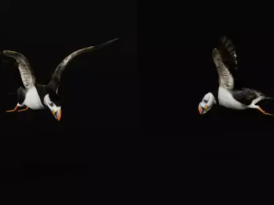 Atlantic Puffin Seabird Free low-poly 3D model