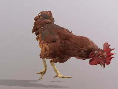 Eating Rooster CHICKEN PECKING Food 3D model