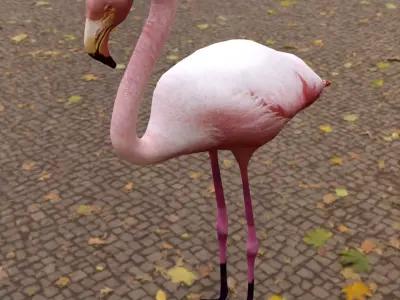 Flamingo Low-poly 3D model get