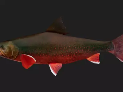 Salmon Low-poly 3D model buy