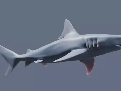 Blacktip Shark Figurine 3D print model