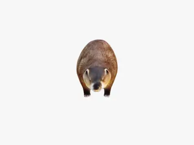 Beaver Free 3D model