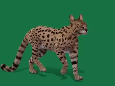 Savannah Cat Free low-poly 3D model