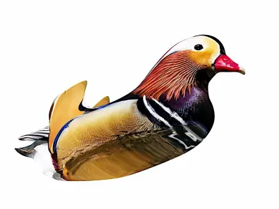 floating duck Low-poly 3D model