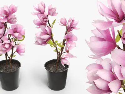 Magnolia Flower Plant in Pot of Soil Pink 3D model
