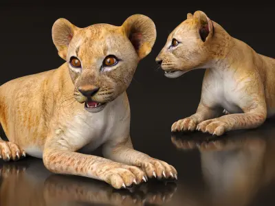 Lion Cub Lying Down 3D model