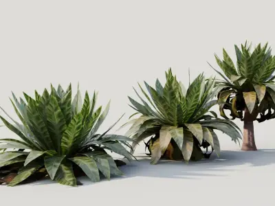 Asplenium nidus b 3D model