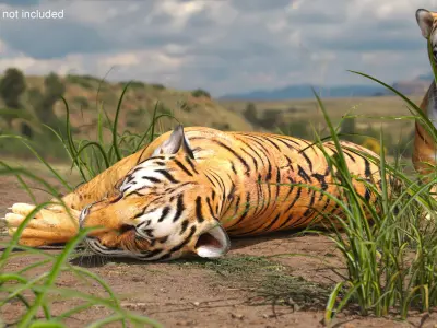 Tiger Cub Sleeping 3D model
