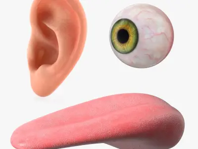  Human Organs Of Touch Collection 
