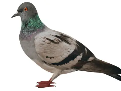 Pigeon 3D model buy