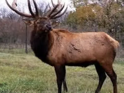 Elk  the big deer 3D model