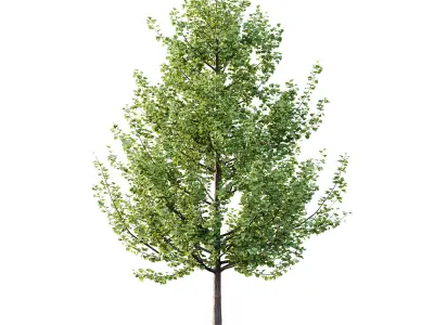 Maidenhair Ginkgo Biloba Tree 02 3D model