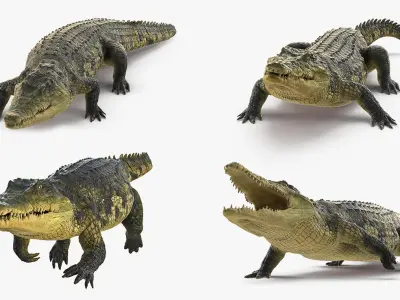 Animated Crocodile Collection for Cinema 4D 3D model