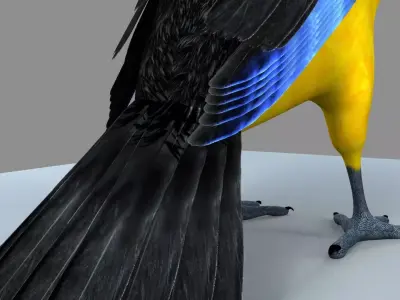 Blue winged mountain tanager close wings Rigged and Skinned 3D model