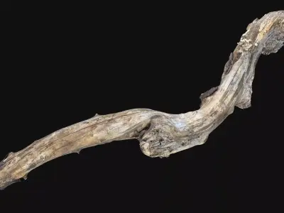 Withered Piece of wood branch 3d scan in highpoly 3D model