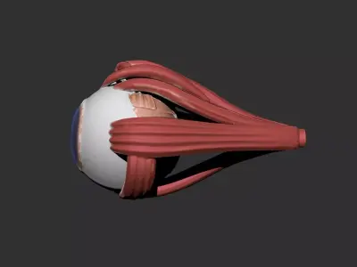 eye human anatomy organ 3D print model