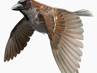 House Sparrow - rigged - animated 3D model purchase