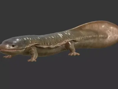 Giant salamander Low-poly 3D model
