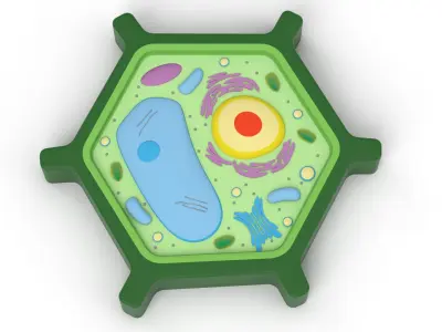 Plant Cell v5 3D model