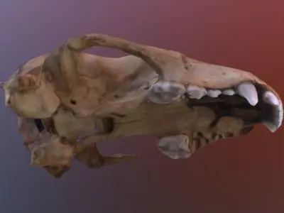 Badger Skull Scan 3D model