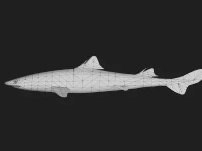 Shark Low-poly 3D model 35