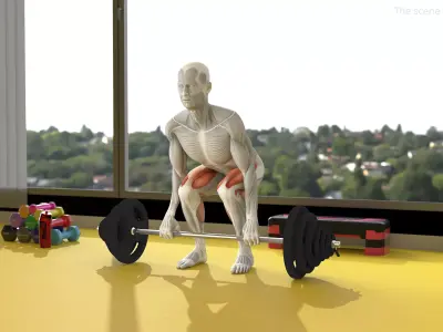 Male Muscular System Deadlift Anatomy 3D model purchase