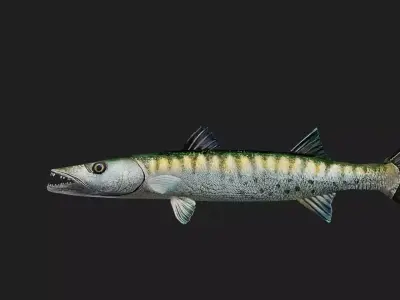 Barracuda Low-poly 3D model