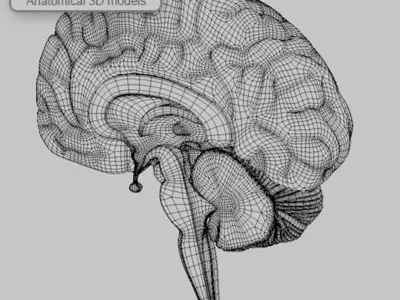 BRAIN Section MR 3D model