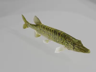 Freshwater fish pack Low-poly 3D model
